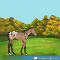 Horse Color:Bay Dun Appaloosa 