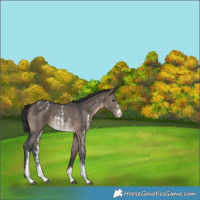 Horse Color:Brown Dun Sabino Appaloosa 