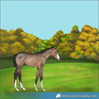 Horse Color:Brown Dun 