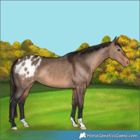 Horse Color:Brown Dun Appaloosa 