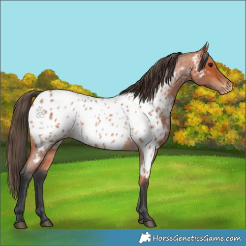 Horse Color:Bay Roan Appaloosa 