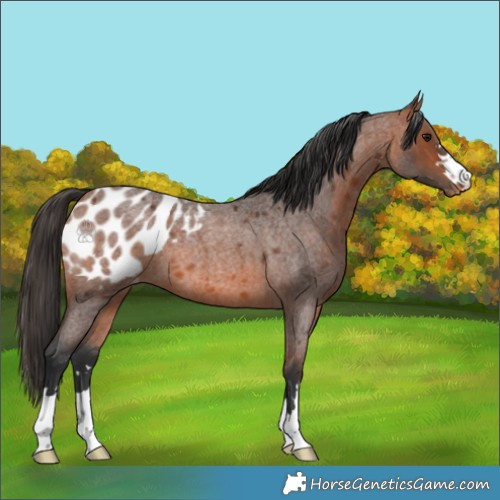 Horse Color:Bay Roan Appaloosa 