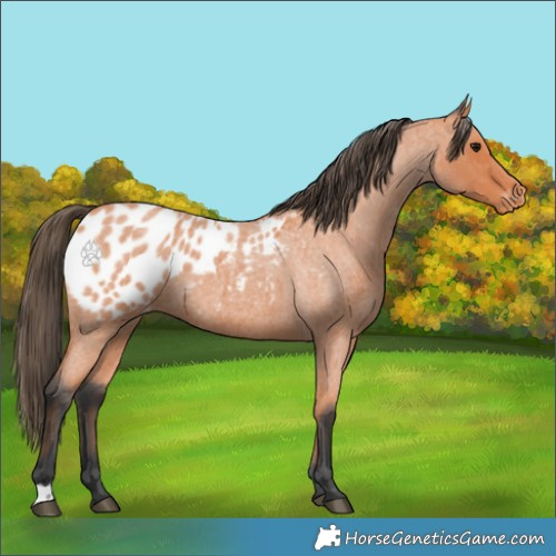 Horse Color:Bay Roan Appaloosa 