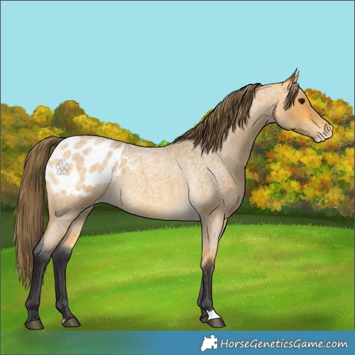 Horse Color:Buckskin Roan Appaloosa