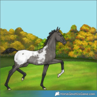 Horse Color:Grullo Snowcap Rabicano 