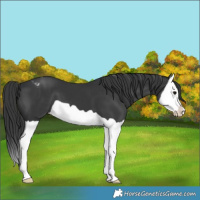 Horse Color:Black Splash Varnish