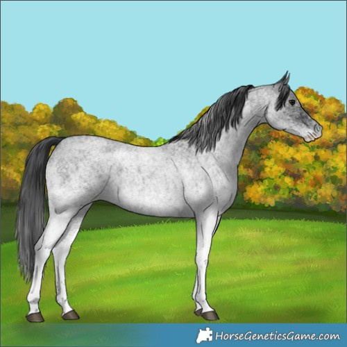 Horse Color:White Spotted Blue Roan 