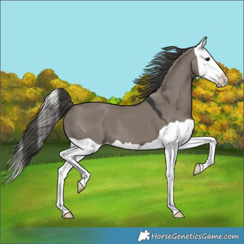 Horse Color:Grullo Splash Appaloosa 