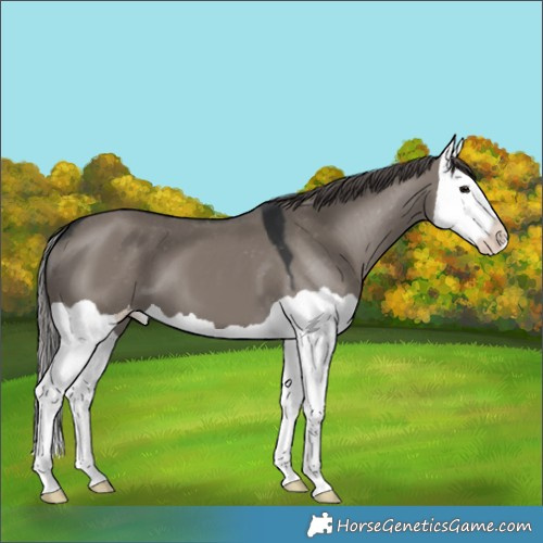 Horse Color:Grullo Splash Appaloosa 
