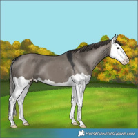 Horse Color:Grullo Splash Varnish 