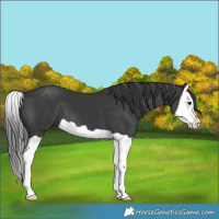 Horse Color:Black Splash 