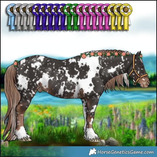 Horse Color:White Spotted Liver Chestnut Appaloosa Rabicano 