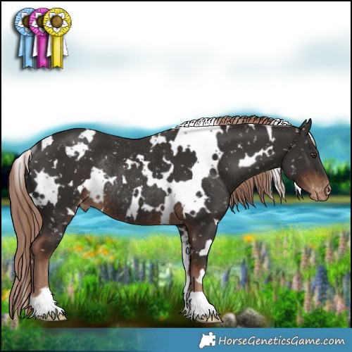 Horse Color:White Spotted Liver Chestnut Appaloosa Rabicano