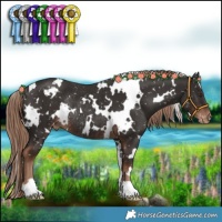 Horse Color:White Spotted Liver Chestnut Appaloosa Rabicano 