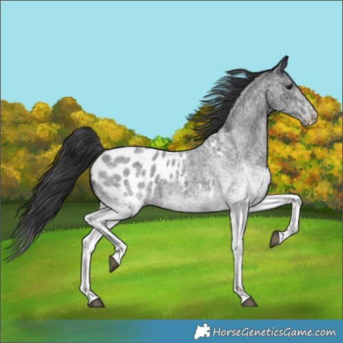Horse Color:White Spotted Blue Roan Appaloosa