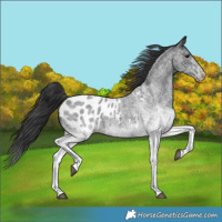 Horse Color:White Spotted Blue Roan Appaloosa 