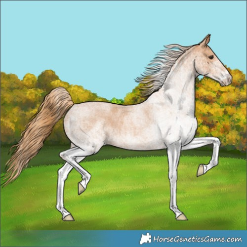 Horse Color:White Spotted Red Roan 
