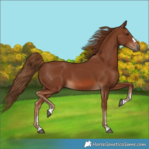Horse Color:Chestnut 