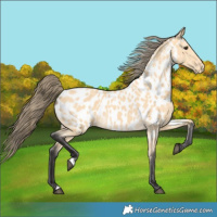 Horse Color:Buckskin Appaloosa
