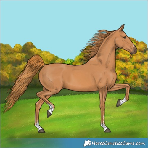 Horse Color:Chestnut Tobiano 