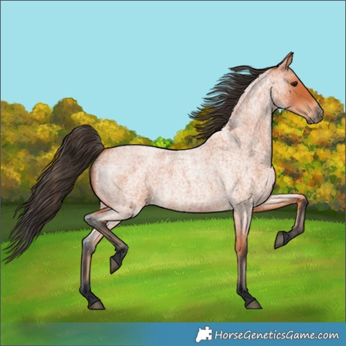 Horse Color:Bay Roan 
