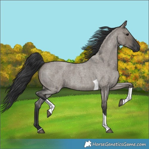 Horse Color:Grullo Roan Tobiano 