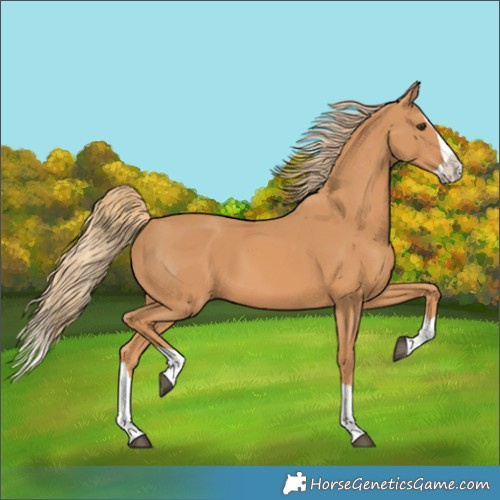 Horse Color:Chestnut Splash 