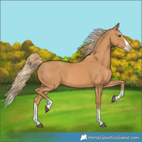 Horse Color:Chestnut Splash 