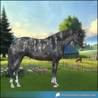 Horse Color:Powder White Brown Merle 