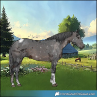 Horse Color:Brown Merle Tobiano 