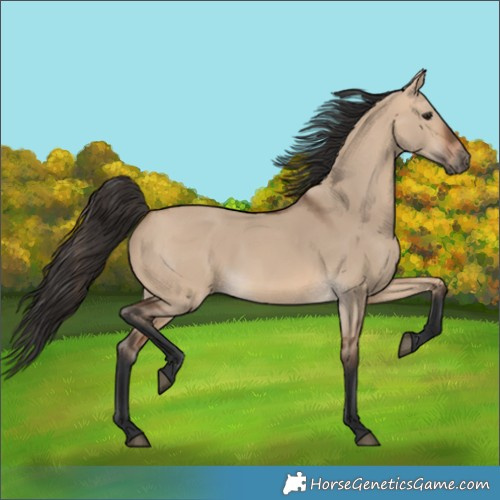 Horse Color:Bay Dun 