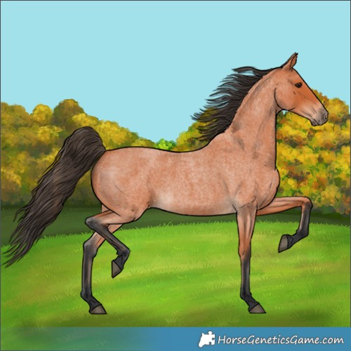 Horse Color:Bay Roan 