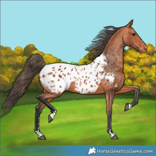 Horse Color:Bay Appaloosa 