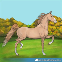 Horse Color:Gold Champagne Splash 