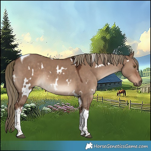Horse Color:White Spotted Liver Red Dun Tobiano