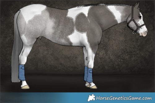 Horse Color:Grullo Tobiano Rabicano 