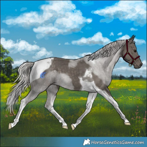 Horse Color:Silver Black Tobiano 