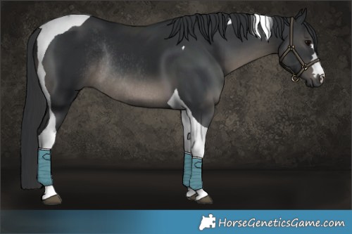 Horse Color:Black Tobiano Rabicano 