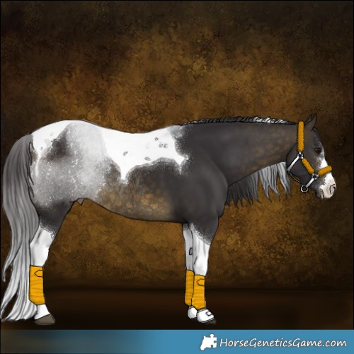 Horse Color:Buckskin Tobiano Rabicano