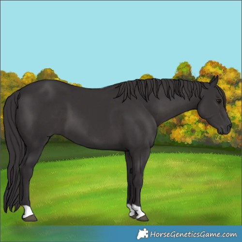 Horse Color:Smoky Black 