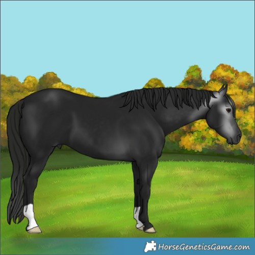 Horse Color:Gray Black 