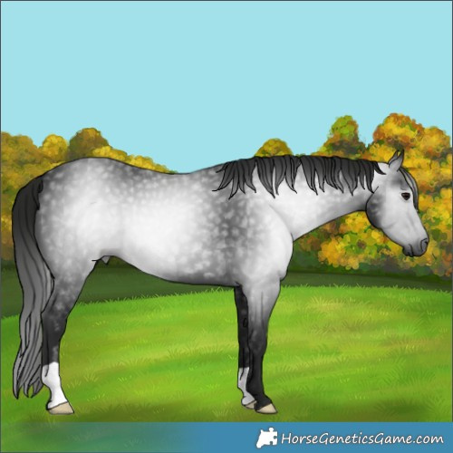 Horse Color:Gray Black 