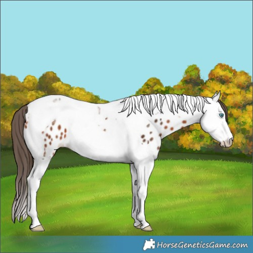 Horse Color:Bay Splash Tobiano Appaloosa