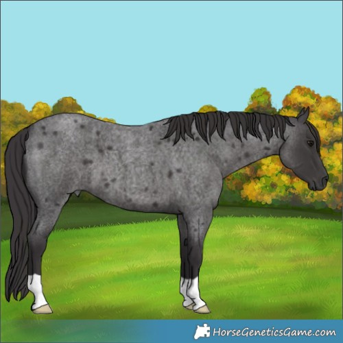 Horse Color:Smoky Blue Roan 