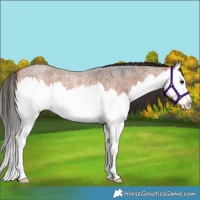 Horse Color:Bay Roan Splash Rabicano 