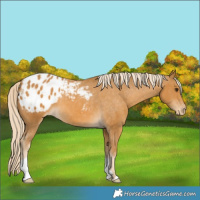 Horse Color:Palomino Appaloosa