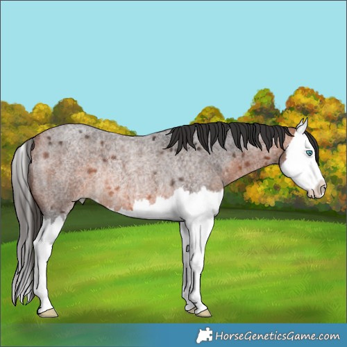 Horse Color:Bay Roan Splash Rabicano 