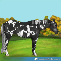 Horse Color:Gray White Spotted Black