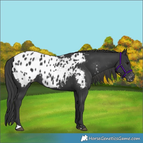 Horse Color:Black Appaloosa Rabicano 
