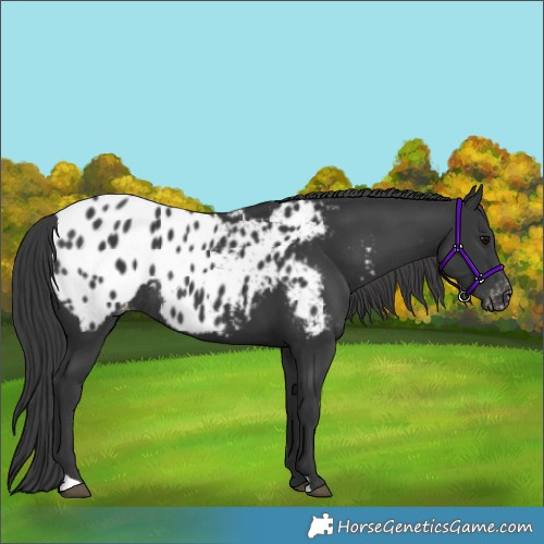 Horse Color:Black Appaloosa Rabicano 